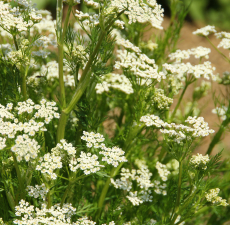 Caraway