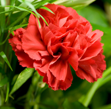 Carnation