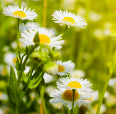 Chamomile image