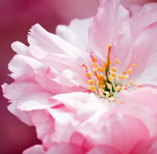Cherry Blossom Image