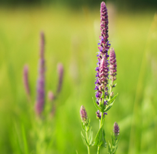 Clary Sage Image