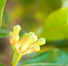 Clove Bud image