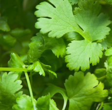 Coriander image