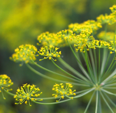 Fennel