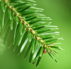 Fir Balsam Image