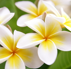 Frangipani / Plumeria