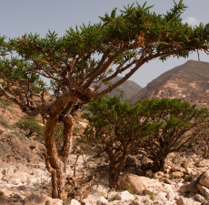 Frankincense