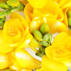 Freesia Image