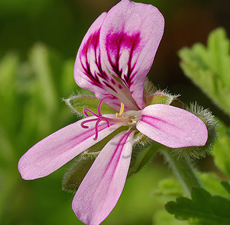 Geranium Image