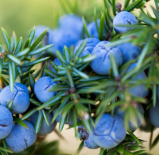 Juniper Berry Image