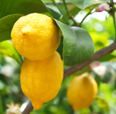 Lemon image