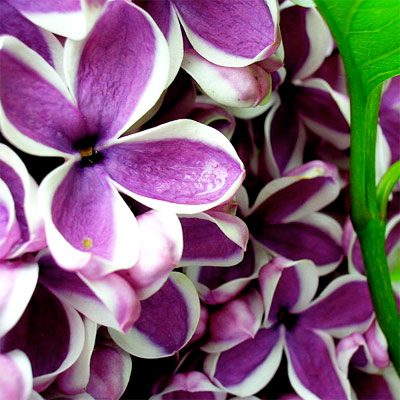 Lilac Image