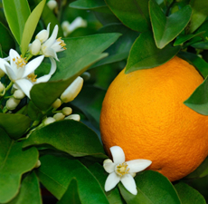 Neroli Image