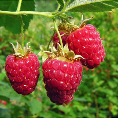 Raspberry Image