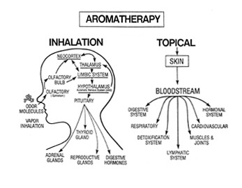 inhalation graphic