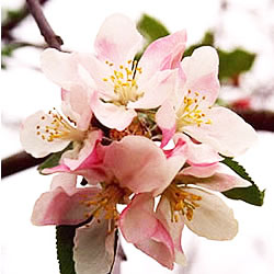 Apple Blossom Image
