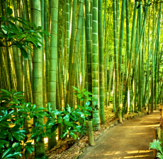 Bamboo