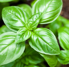 Basil Image