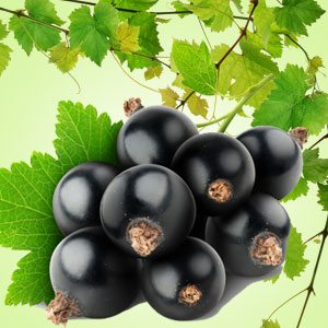 Black Currant Image