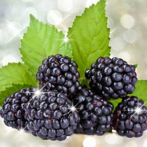 BLACKBERRY