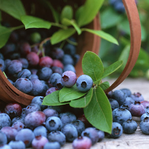 Blueberry Image