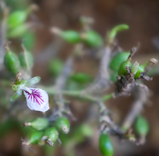 CARDAMOM