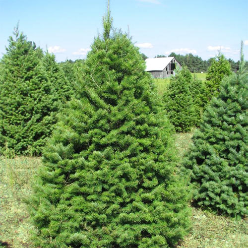 Douglas Fir Image