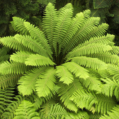 Fern Image