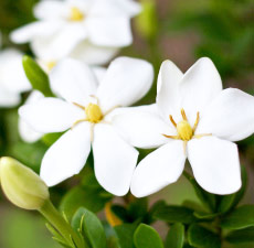 Gardenia Image