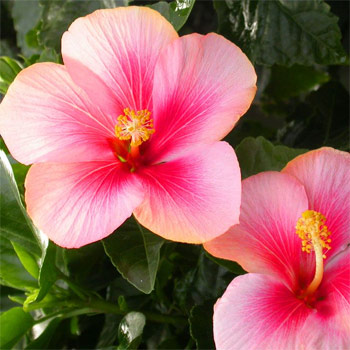 Hibiscus Image