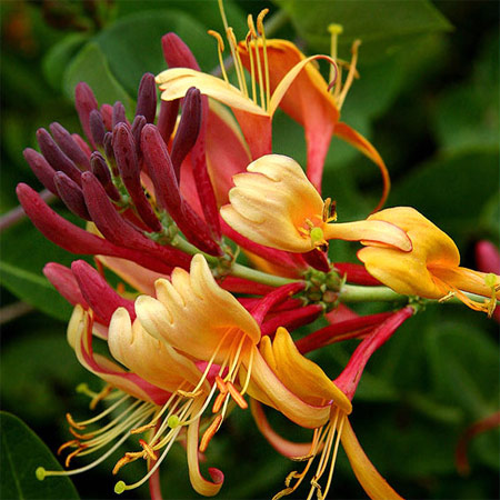 Honeysuckle