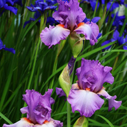 Iris Image