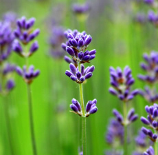 French Lavender Image