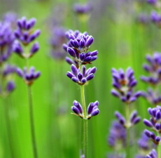 Lavender image