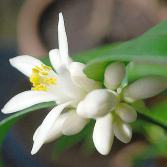 Lemon Blossom Image