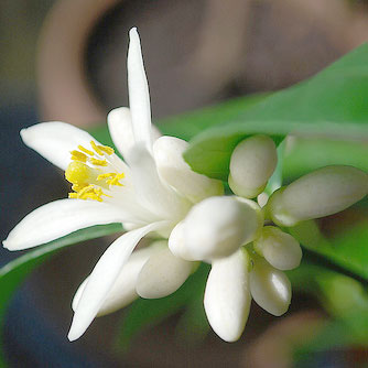 LEMON BLOSSOM