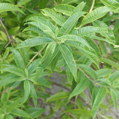 LEMON VERBENA