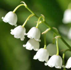 Lily of the Valley