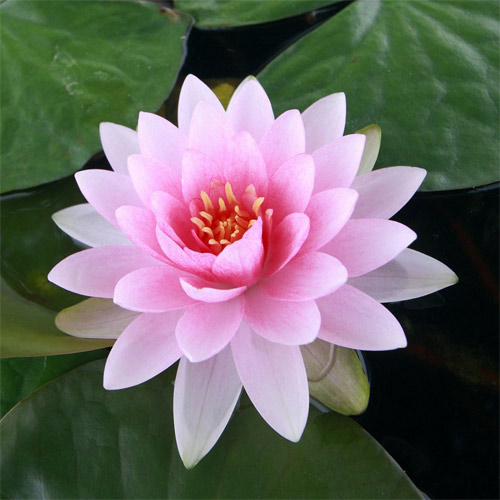 Lotus Image