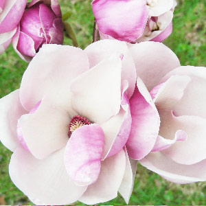 Magnolia