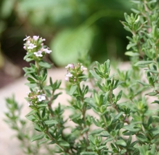 MARJORAM (SWEET)