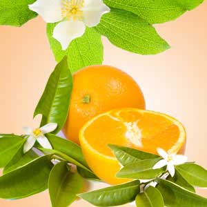 Orange Blossom Image