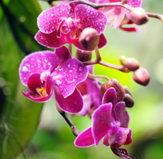 Orchid