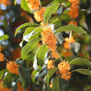 Osmanthus