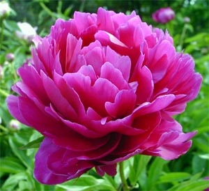 Peony Image