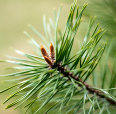 Pine Image