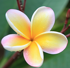 PLUMERIA (HAWAIIAN)