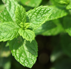 Spearmint Image