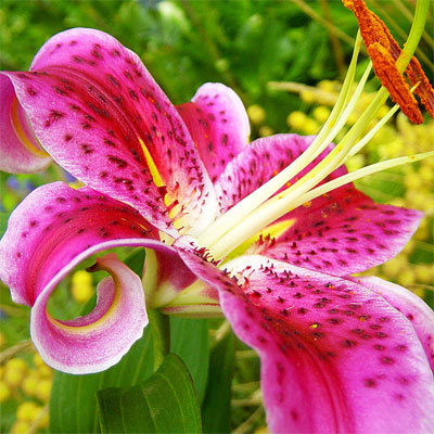 Lily Image