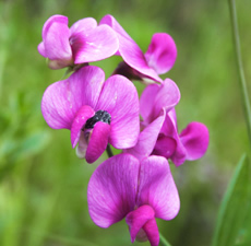 Sweet Pea Image